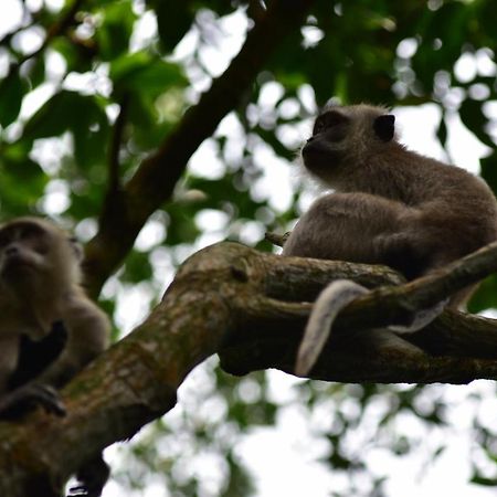 Pulai Spring Resort Kampung Kangkar Pulai Dış mekan fotoğraf