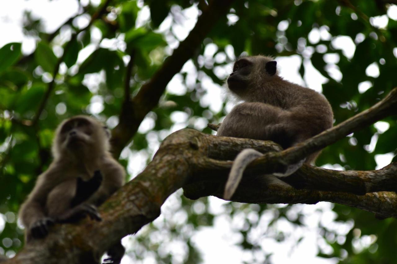 Pulai Spring Resort Kampung Kangkar Pulai Dış mekan fotoğraf